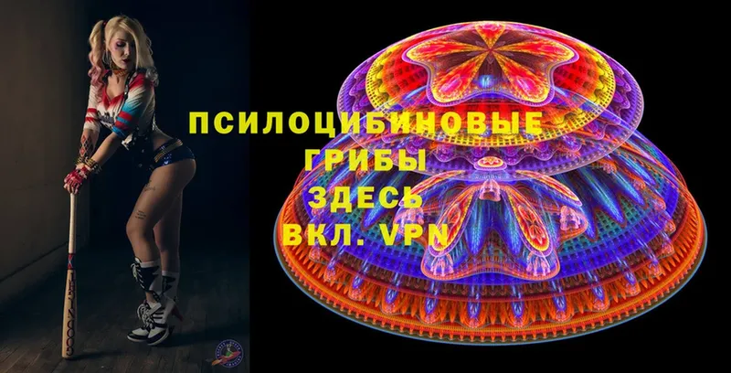 Псилоцибиновые грибы MAGIC MUSHROOMS  блэк спрут маркетплейс  Светогорск  купить  